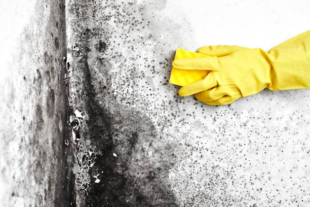 Reliable Mount Vernon, MD Mold Removal Solutions