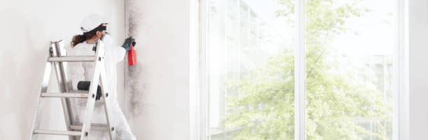 Best Mold Odor Removal Services  in Mount Vernon, MD